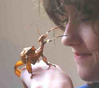 Stick Insect Pet Insects - Spiny Leaf Stick Insects Goliath Stick Insects